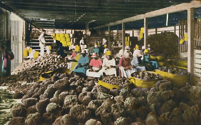 Esfakis - Sponge Packing House - Nassau, Bahama, 1930-luku. tekijältä Unbekannt