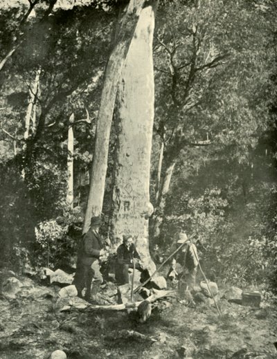 Eurobin Falls, Buffalo Mountains, 1901. tekijältä Unbekannt