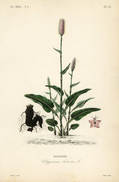 Euroopan bistort tai käärmejuuri, Persicaria bistorta, Polygonum bistorta, Bistorte tekijältä Unbekannt
