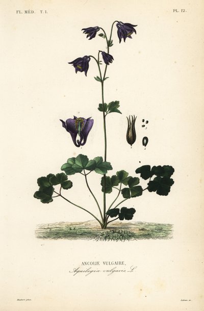 Euroopan columbine, Aquilegia vulgaris, Ancolie vulgaire tekijältä Unbekannt