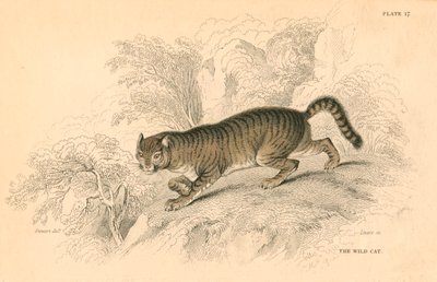 Euroopan villikissa Felis silvestris, 1828 tekijältä Unbekannt