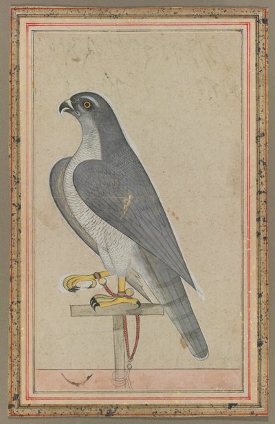 Falcon, c. 1770. tekijältä Unbekannt