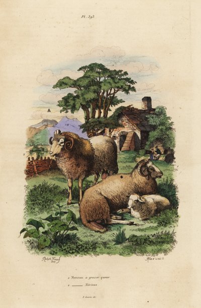 Rasvahäntälammas, Ovis aries 1 ja merinolammas, Ovis aries 2 tekijältä Unbekannt