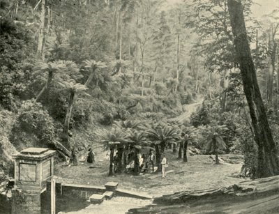 Fern Tree Bower and Track, Mount Wellington, 1901. tekijältä Unbekannt