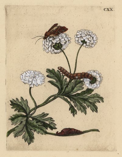 Feverfew, Tanacetum parthenium, koi, toukka ja nukke, CXX tekijältä Unbekannt
