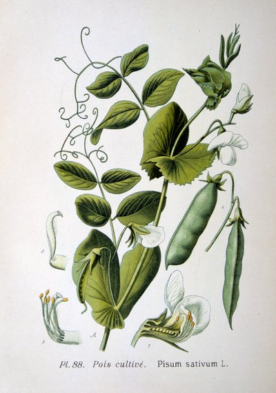 Pelto- ja puutarhaherne, 1893 tekijältä Unbekannt