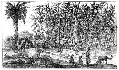 Viikunapuut, 1800-luku tekijältä Unbekannt