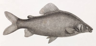 Kala: Le Characin Nefasch tekijältä Unbekannt