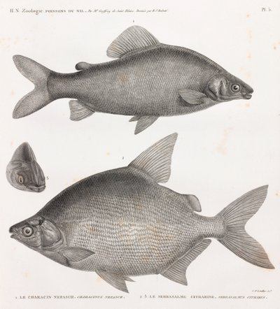 Kalat: Characin Nefasch & Serrasalme Citharine tekijältä Unbekannt