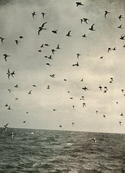 Flight of Antarktic Petrels, c1908, 1909. tekijältä Unbekannt