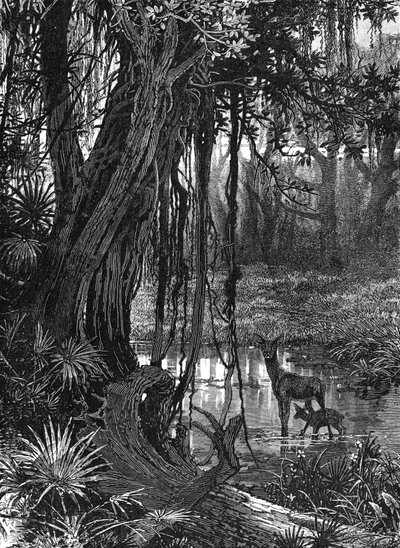 Florida Everglades, USA, 1885 tekijältä Unbekannt