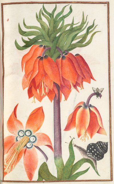 Florilegium: sivu 19 punaoranssi fritillaria imperialis crown Imperial, 1608 tekijältä Unbekannt