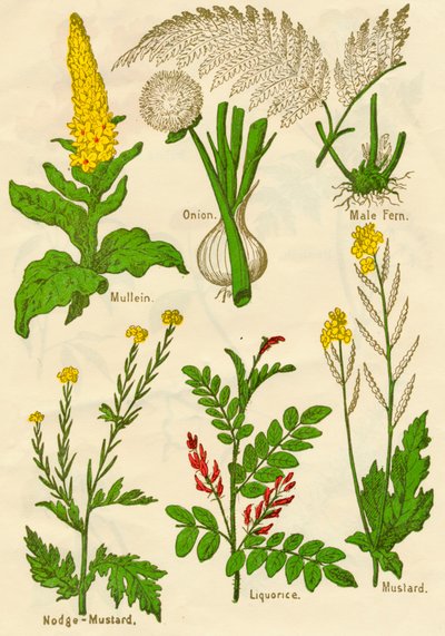 Kukat: Mullein, sipuli, uros saniainen, nodge-sinappi, lakritsi, sinappi, c1940 tekijältä Unbekannt