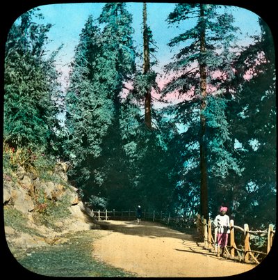 Forest, Murree, Intia, 1800-luvun loppu tai 1900-luvun alku tekijältä Unbekannt