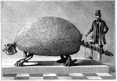 Jättiläisen armadillon fossiili Etelä-Amerikasta, c1890 tekijältä Unbekannt