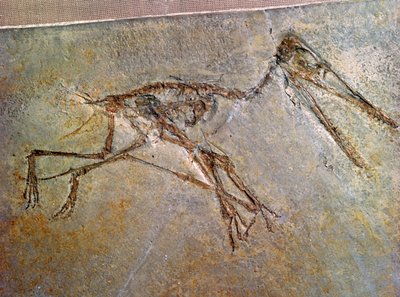 Pterodaktyylin fossiilinen luuranko British Museumin kokoelmasta tekijältä Unbekannt