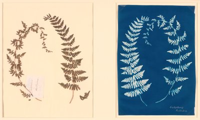 Hatton Fern -albumista, n. 1850. tekijältä Unbekannt