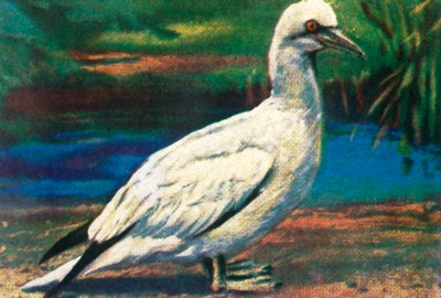 Gannet, 1928. tekijältä Unbekannt