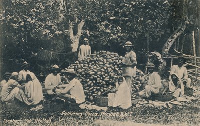 Gathering Cocoa, Trinidad, B.W.I., 1900-luvun alku. tekijältä Unbekannt