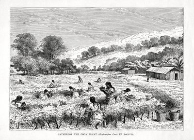 Coca Plant Erythroxylum coca -kasvin kerääminen Boliviassa, 1877 tekijältä Unbekannt