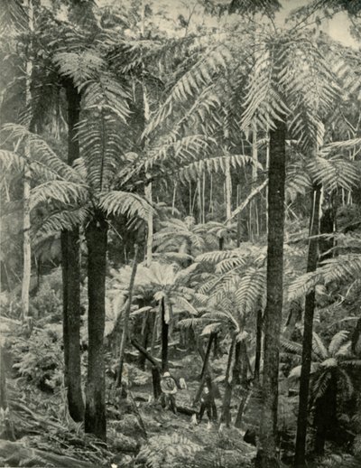 Giant Ferns Gembrookissa, 1901. tekijältä Unbekannt