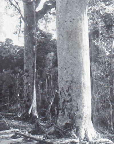 Jättiläinen Kauri-puu, 1800-luvun loppu - 1900-luvun alku. tekijältä Unbekannt