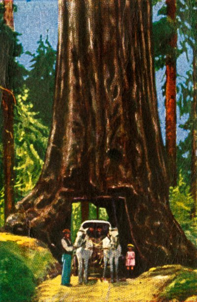Jättiläinen Redwood Kaliforniassa vuonna 1928. tekijältä Unbekannt