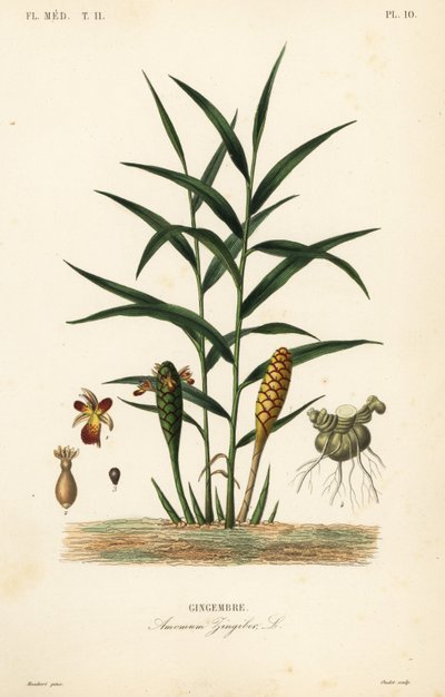 Inkivääri tai inkiväärijuuri, Zingiber officinale, Amomum zingiber, Gingembre tekijältä Unbekannt