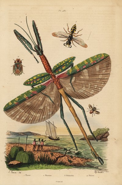 Goljattikuppihyönteis, Eurycnema goliath, kärpäs, Phasia-lajit, mehiläistappaja-ampiainen, Philanthus triangulum, kuoritukko, Phloea corticata tekijältä Unbekannt