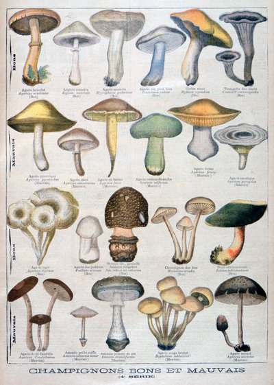 Hyvät ja huonot sienet, 1896 tekijältä Unbekannt