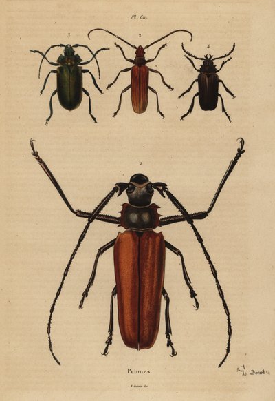 Pitkäsarvikuoriainen, Enoplocerus armillatus 1, Aegosoma scabricorne 2, Pyrodes nitidus 3 ja Prionus desmaretii 4 tekijältä Unbekannt