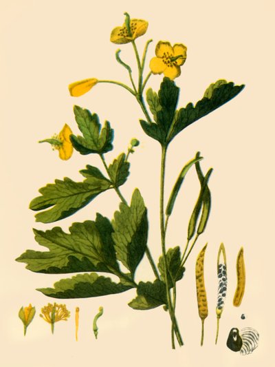 "Suuri selanti", 1839, 1944. tekijältä Unbekannt