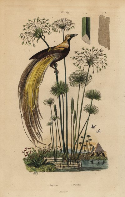Paratiisin lintu, Paradisaea apoda ja papyrusruoho, Cyperus papyrus tekijältä Unbekannt