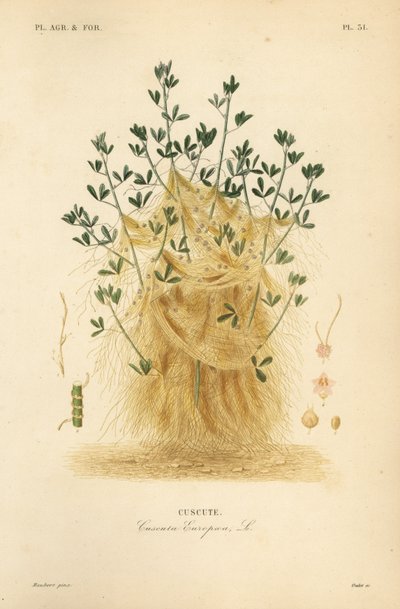 Suur- tai eurooppalainen, Cuscuta europaea, cuscute tekijältä Unbekannt