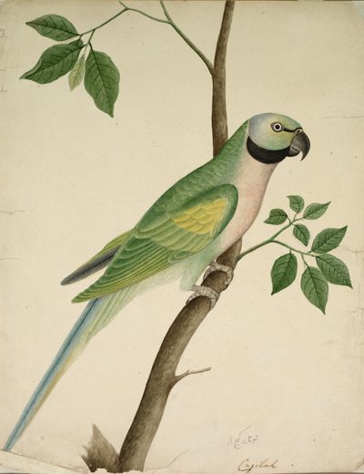 Vihreä papukaija, n. 1820. tekijältä Unbekannt