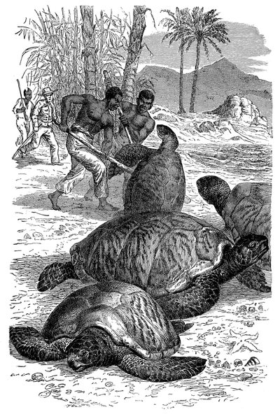Vihreä kilpikonna jää metsästäjien kiinni, 1884 tekijältä Unbekannt