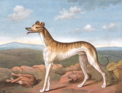 Greyhound: mirant a l