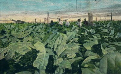 Kasvava tupakka, Kuuba, 1909 tekijältä Unbekannt