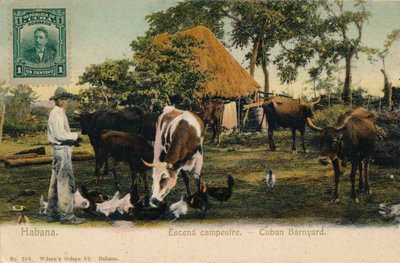 Havanna. Country Scene - Cuban Barnyard, 1910 tekijältä Unbekannt