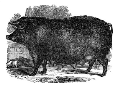 Hampshiren emakko, 1848 tekijältä Unbekannt