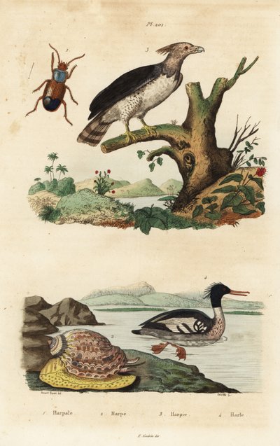 Harpy kotka, Harpia harpyja 3, Brasilian merisirkka, Mergus octosetaceus, erittäin uhanalainen 4, Harpalus-kuoriainen 1 ja harppuetana, Harpa major 2. Harpa, harppu, harpie, harle tekijältä Unbekannt