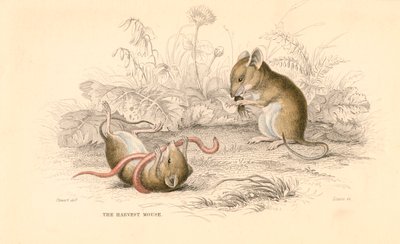 Harvest hiiri Micromys minutus of the Old World, 1828 tekijältä Unbekannt