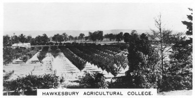 Hawkesbury Agricultural College, New South Wales, Australia, 1928 tekijältä Unbekannt
