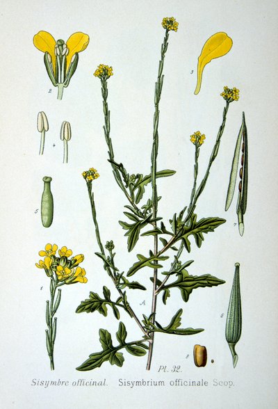 Hedge-sinappi, 1893 tekijältä Unbekannt