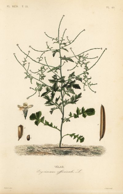 Pensassinappi, Sisymbrium officinale, Erysimum officinale, Velar tekijältä Unbekannt