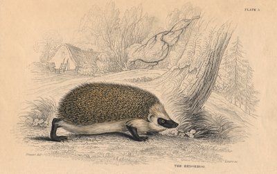 Eurooppalainen siili Erinaceus, 1828 tekijältä Unbekannt