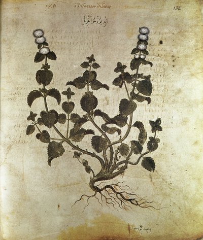 Herbals Piparminttu (plant de menthe), 6. vuosisadalla tekijältä Unbekannt
