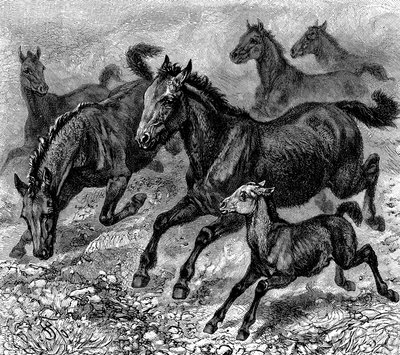 Tarpanin lauma, 1893 tekijältä Unbekannt