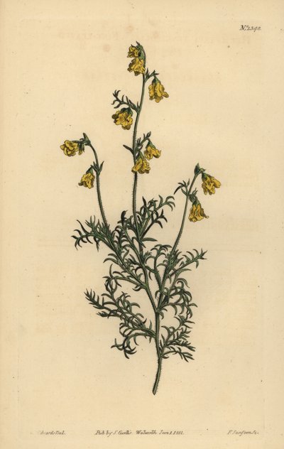 Hermannia confusa (hienolehtinen hermannia, Hermannia tenuifolia) tekijältä Unbekannt