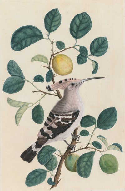 Hoopoe sitruspuun oksalla, n. 1800. tekijältä Unbekannt